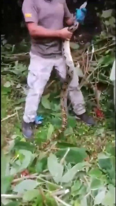 A medio día me llamo un funcionario de Mi Ambiente (José), para rescatar una Boa constrictora grande a o...rl Monumento Natural Cerro Gaital y para evitar matarla, nos llamaron para colaborar en conservación de la Biodiversidad.