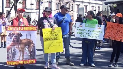 Activistas juntan firmas para impulsar la iniciativa de ley sobre Bienestar Animal en Jalisco