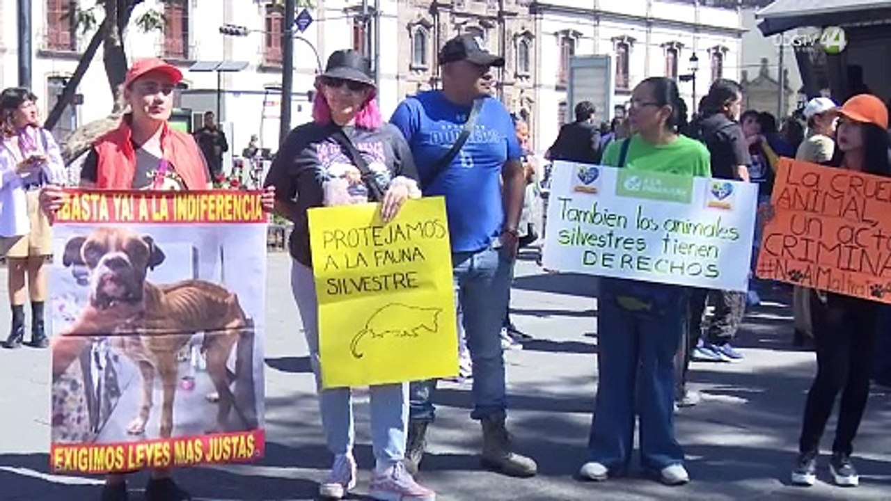 Activistas juntan firmas para impulsar la iniciativa de ley sobre Bienestar Animal en Jalisco