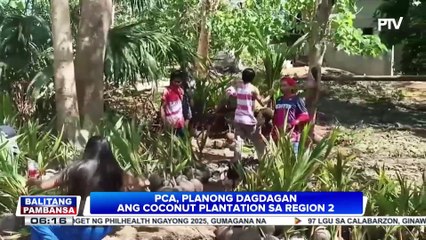 PCA, planong dagdagan ang coconut plantation sa Region 2