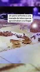 VIDEO: ¡No retrocedió! Un can se enfrentó a una manada de lobos para proteger su casa