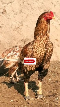 Aseel Rooster – The Most Beautiful Bird! 🐓✨🔥 📢 Hashtags: #AseelMurga #AseelLover #BeautifulBird #RoyalRooster #GameFowl #ShortViral #ViralReels #DesiMurga #FarmLife #BirdLover #MajesticRooster #AseelKing