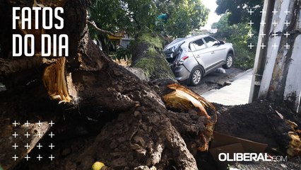 Mangueira desaba em cima de carros e deixa avenida Magalhães Barata fechada nesta segunda
