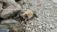 Bisceglie: segnalato grosso esemplare di tartaruga marina morta in zona "La Torretta"