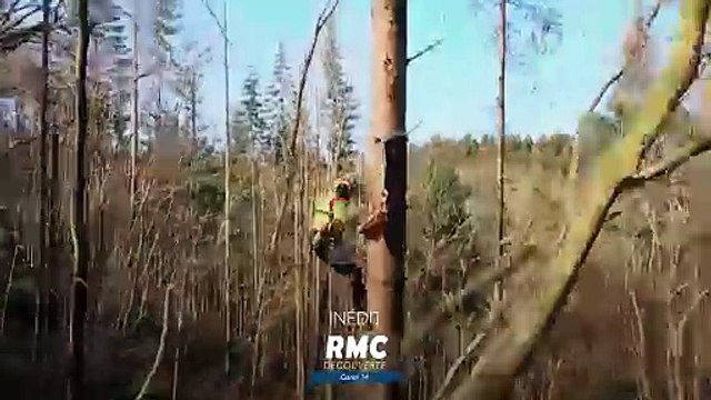 Bûcheron : un métier à hauts risques