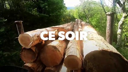 Bûcheron : un métier à hauts risques