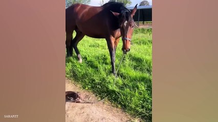 Top FUNNY PUPPIES That Will Make You Laugh Out Loud 😁 Funniest Animal Videos