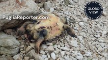 Grosso esemplare di tartaruga marina rinvenuto su spiaggia italiana: è accaduto in Puglia