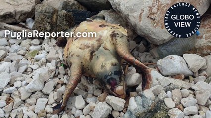 A large specimen of a loggerhead sea turtle (Caretta caretta) was found dead on an Italian beach