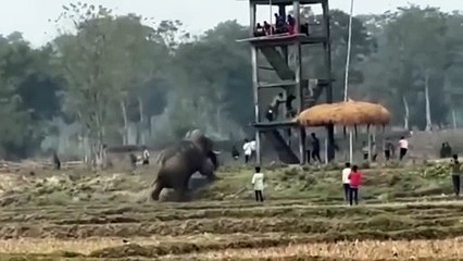 VIDEO: ¡No era Dumbo! Un elefante ebrio causa caos en un pueblo de la India