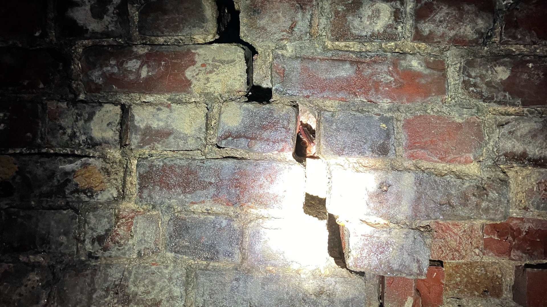 ⁣Endangered bat found at Dover Castle