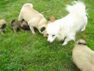 Victorine joue avec les chiots