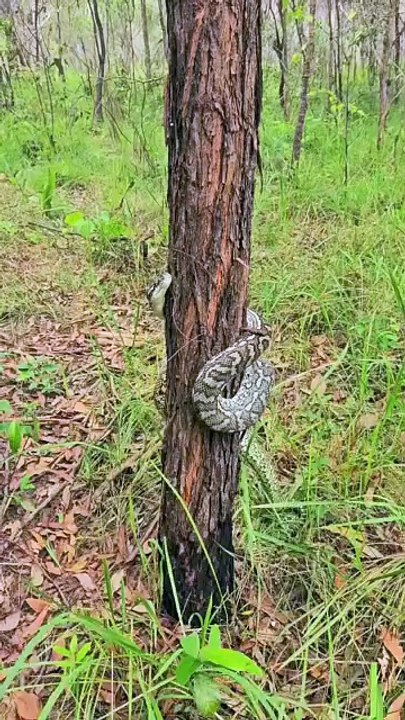 anaconda