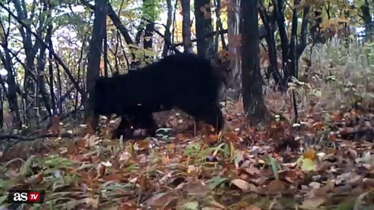 Tigers preying on bears offers new ecological insight