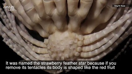 This Alien-Like Creature Is Lurking at the Bottom of the Ocean!