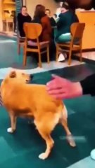 Funny Animals || #funnyanimals