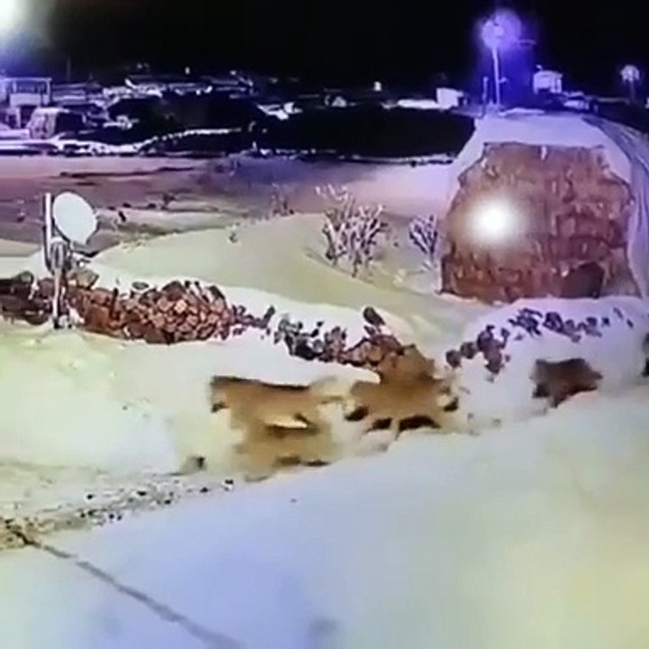 perros