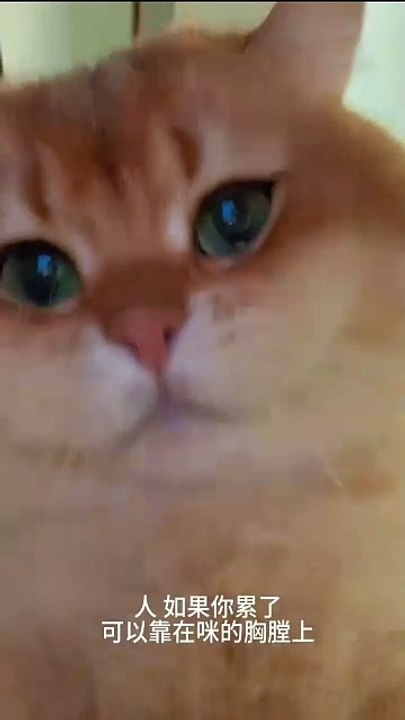 Welpe entdeckt Schmetterling! 20250203