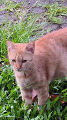 Bentir Si Kucing Pintar