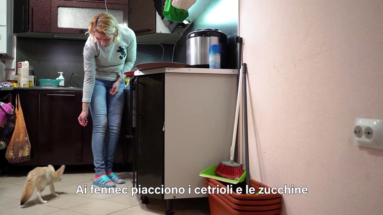 Il mio migliore amico: Fennec