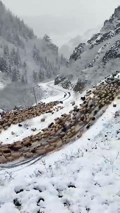 Sea of ​​sheep