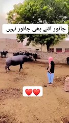 Kashmiri Animal & Scenic Views 🏞️