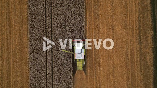Harvesting fields of wheat crops with combine harvester