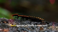 Fun Firefly Facts, How Do Lightning Bugs Light Up?