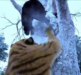 A tiger attack on a man in snow mountains