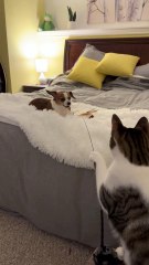 Cat Uses His New Toy to Play With His Dog Best Friend