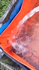 Budidaya lele dengan air mengalir terus BISA atau TIDAK❓