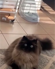 🎉 Dive into the purr-fect world of #CatsofInstagram! 🐱✨ Join us in this a