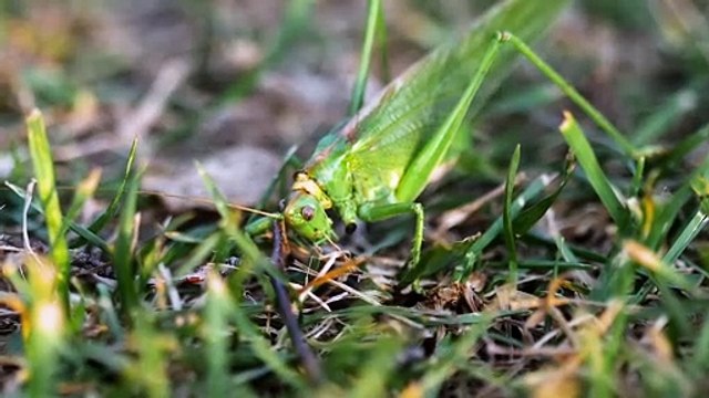 ABC Insect Song | A to Z Insects Song | Insects Alphabet song | Phonics for Kids