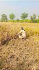 VID-20241115-WA0031