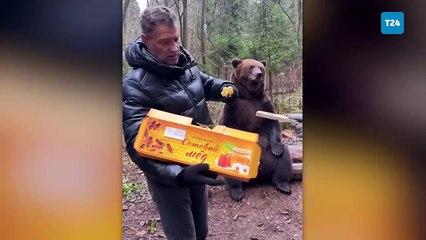 Ayı Tom’un bal sevinci