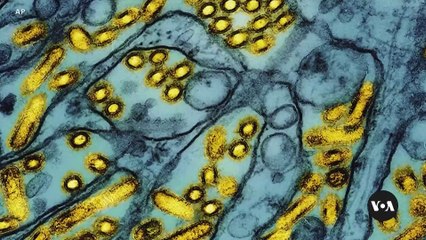 H5N1 Bird Flu Outbreak Raises Concerns of Human Transmission