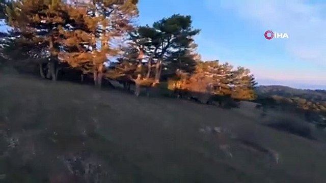 Balıkesir’in Özgür Ruhları Yılkı Atları Seyirlik Görüntüler Sundu