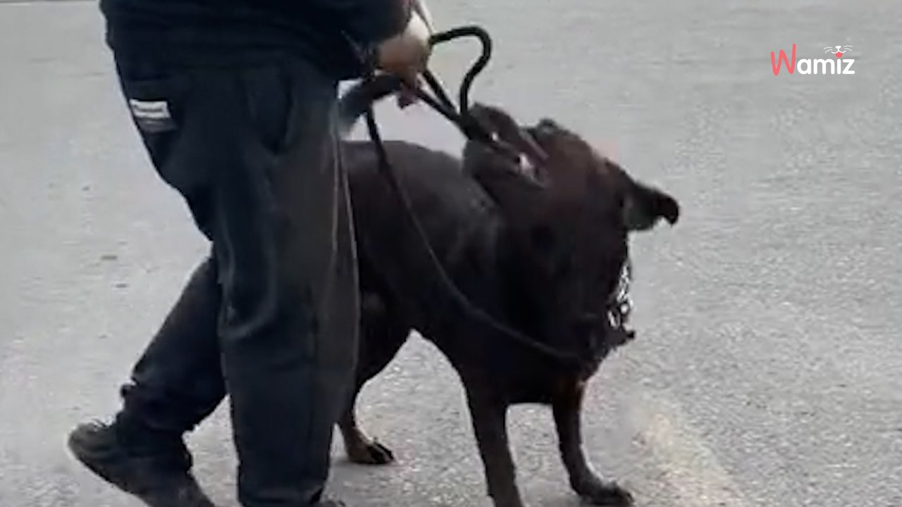 Dog notices her owner isn't holding the lead: Her reaction makes millions smile