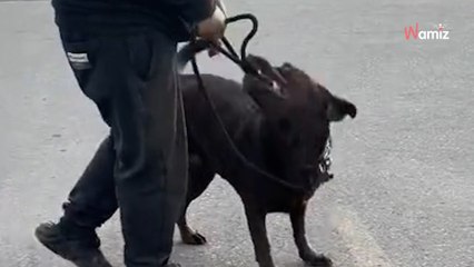 Dog notices her owner isn't holding the lead: Her reaction makes millions smile