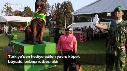 Türkiye'den hediye edilen yavru köpek büyüdü, onbaşı rütbesi aldı