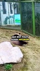 TOP 10 DES ANIMAUX PRÉFÉRÉS DES FRANÇAIS !