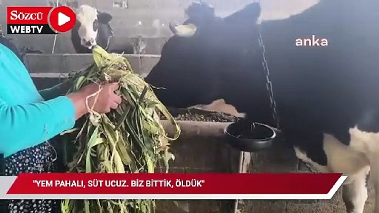 Üreticiler, sütün kilosunun 9 liradan alınmasına tepki gösterdi: "Yem pahalı, süt ucuz. Biz bittik, öldük''