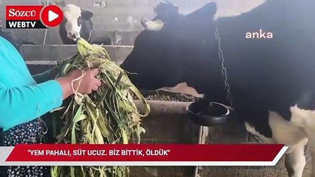 Üreticiler, sütün kilosunun 9 liradan alınmasına tepki gösterdi: Yem pahalı, süt ucuz. Biz bittik, öldük''