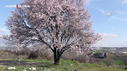 Yalancı bahara aldandılar, çiçek açtılar