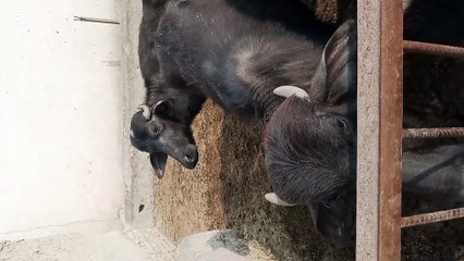 Baufallow amazing sound is animal voice for human being.