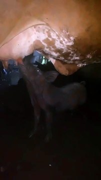 Vaca adota e amamenta leitoa no Sul de SC: “É a primeira vez que vi isso”