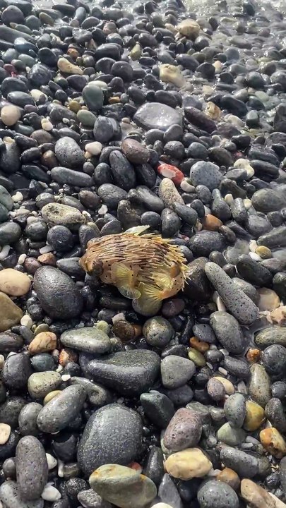 Beachgoers save a pufferfish from an uncertain fate after spotting it near the shore