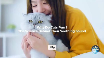 Why Do Cats Purr? The Science Behind Their Soothing Sound