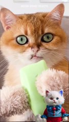 Slippery Soap is Fun for Cats! 😹 Homemade Soap Sponge Hack by Cute Kitty 🧼