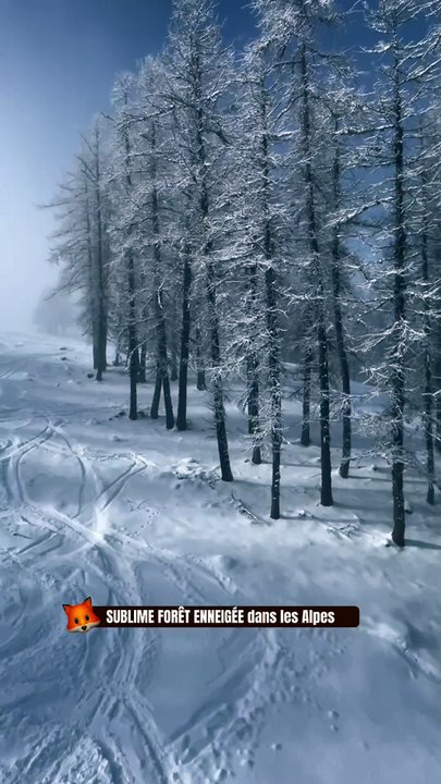 SUBLIME FORET ENNEIGÉE dans les Alpes